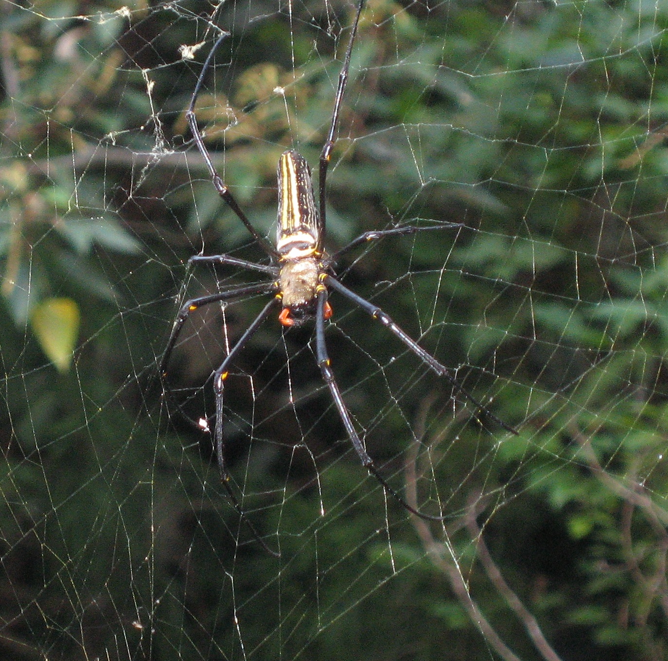 spider2