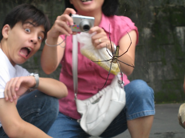 spider